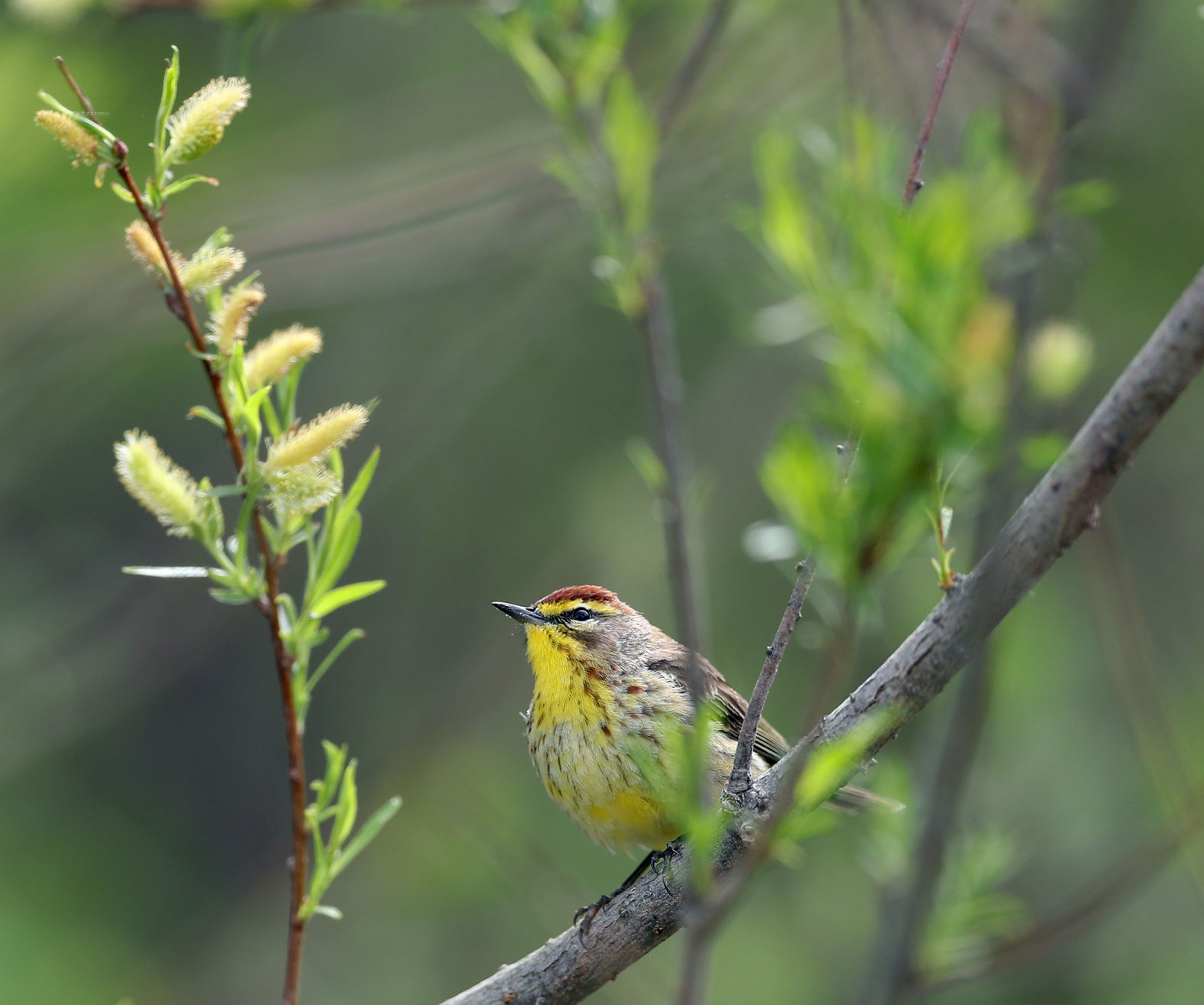 SWEET SONGBIRD